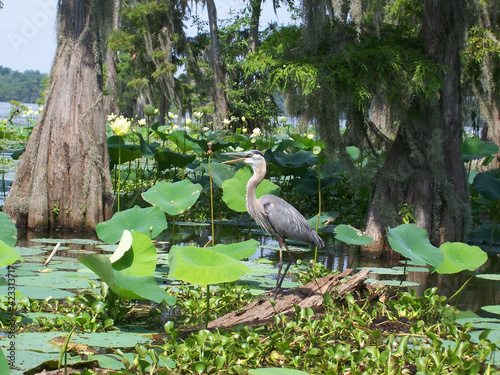 Heron Louisiana swamp