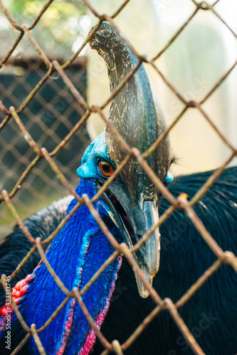 A portrait in the dark resting Cassowary named Kasik behind bars photo