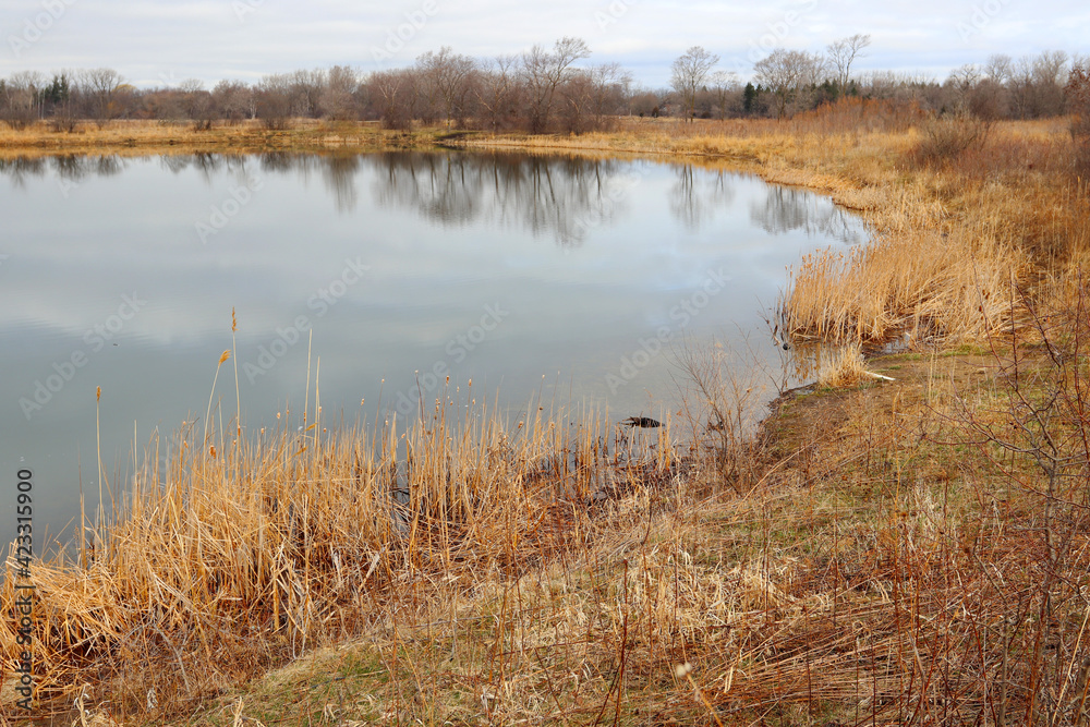 Forest natural background with the lake. Beautiful early spring landscape Forest natural background with the lake. Beautiful early spring landscape