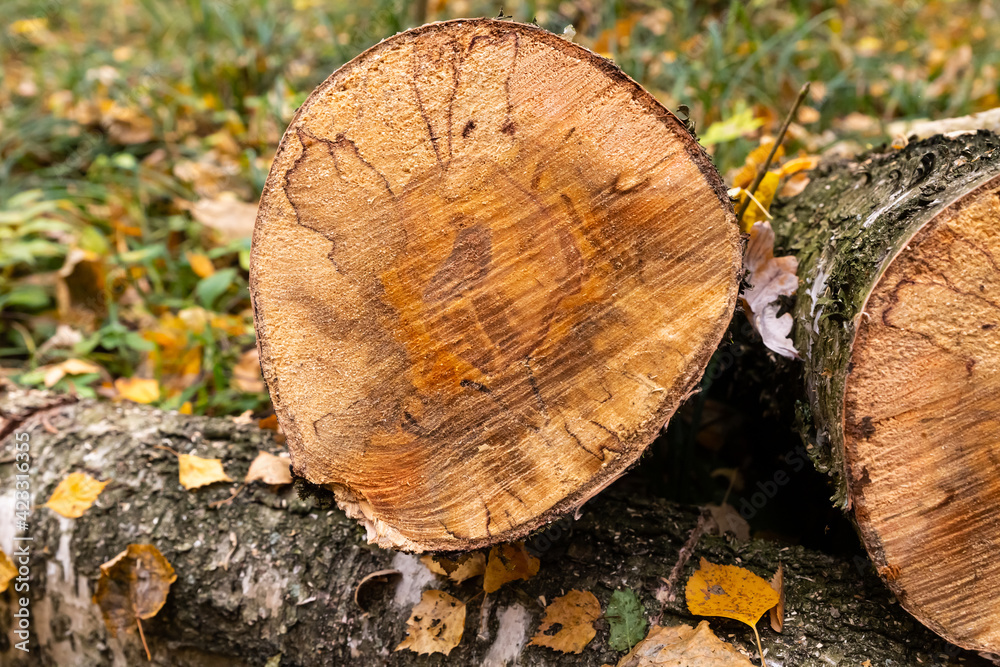 old tree clearing debris from forest closeup dark brown sawed