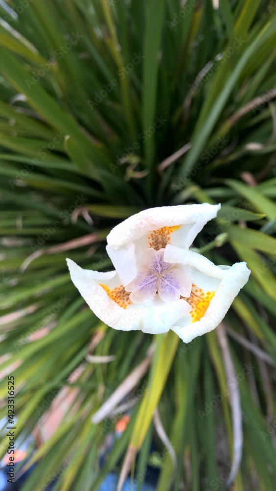 Obraz premium flor blanca