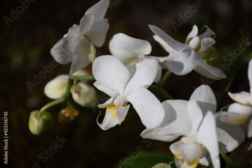 Close-up of the flowers of a white orchid