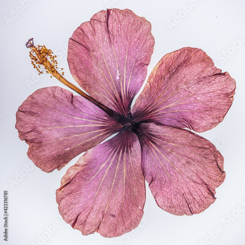 Beautiful real pressed violet hibiscus flower with stigma, stem and leaves on white background