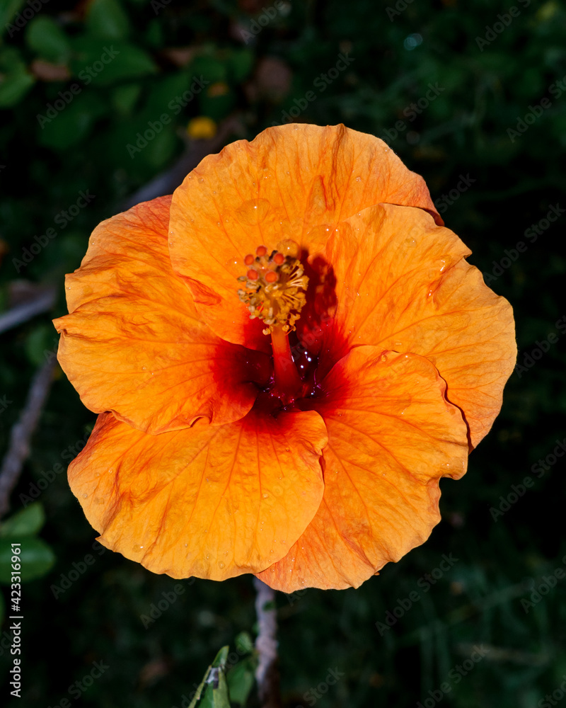 Close up of a beautiful blooming hibiscus flower with stigma Close up of a beautiful blooming hibiscus flower with stigma