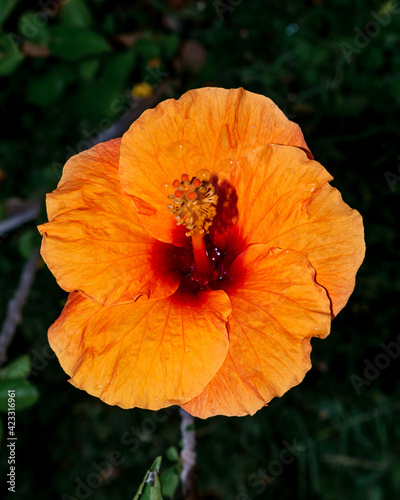 Close up of a beautiful blooming hibiscus flower with stigma