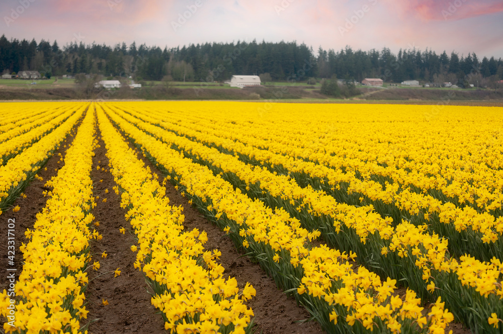 Fields of Daffodils Blooming in the Skagit Valley of Washington State. The fields of Skagit County burst into bloom with daffodils, a month ahead of the more famous tulips. Fields of Daffodils Blooming in the Skagit Valley of Washington State. The fields of Skagit County burst into bloom with daffodils, a month ahead of the more famous tulips.