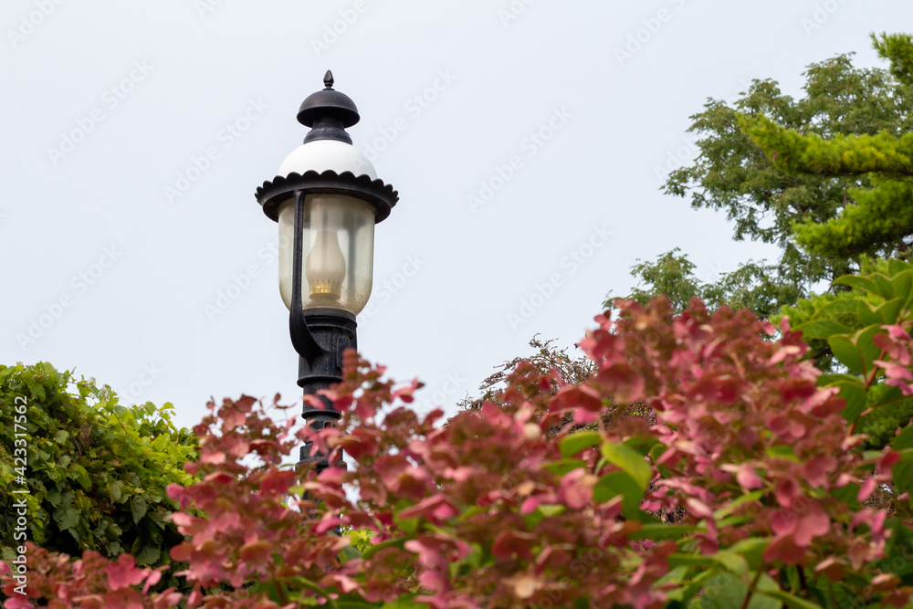 Landscape view of an outdoor lamppost light, surrounded with autumn red color hydrangea bush flowers, with blue sky background