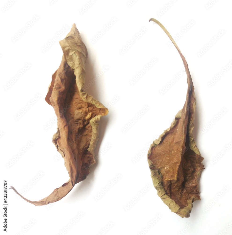 dry leaf isolated on white dry leaf isolated on white