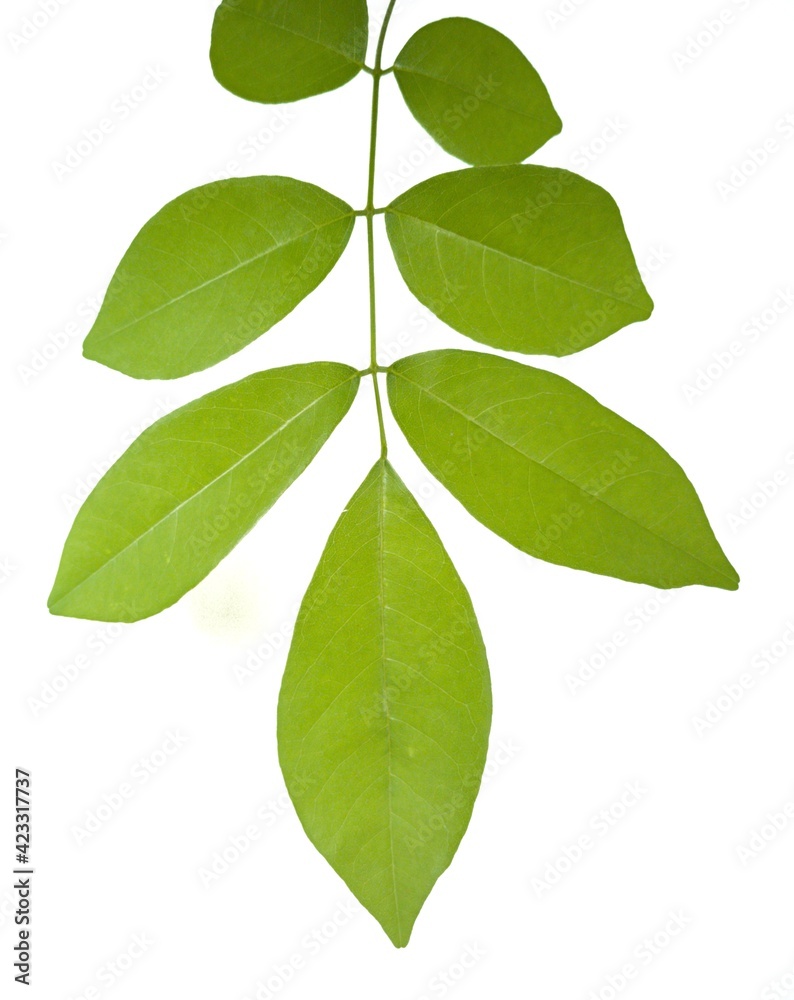 Fototapeta premium green leaves isolated on white background