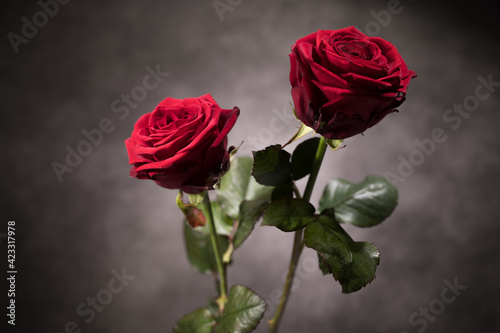 Fototapeta Naklejka Na Ścianę i Meble -  Beautiful background - Red Roses in close-up view - studio photography