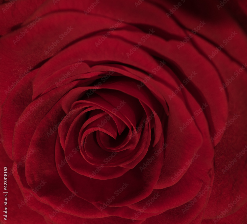 Detail view on the blossoms of red roses - studio photography Detail view on the blossoms of red roses - studio photography