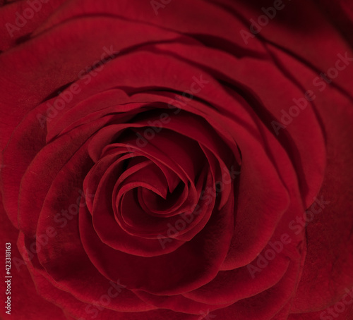 Detail view on the blossoms of red roses - studio photography