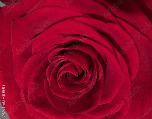 Detail view on the blossoms of red roses - studio photography