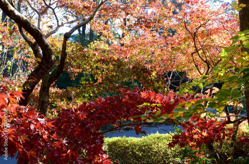 Autumn leaves at Mount Tomah