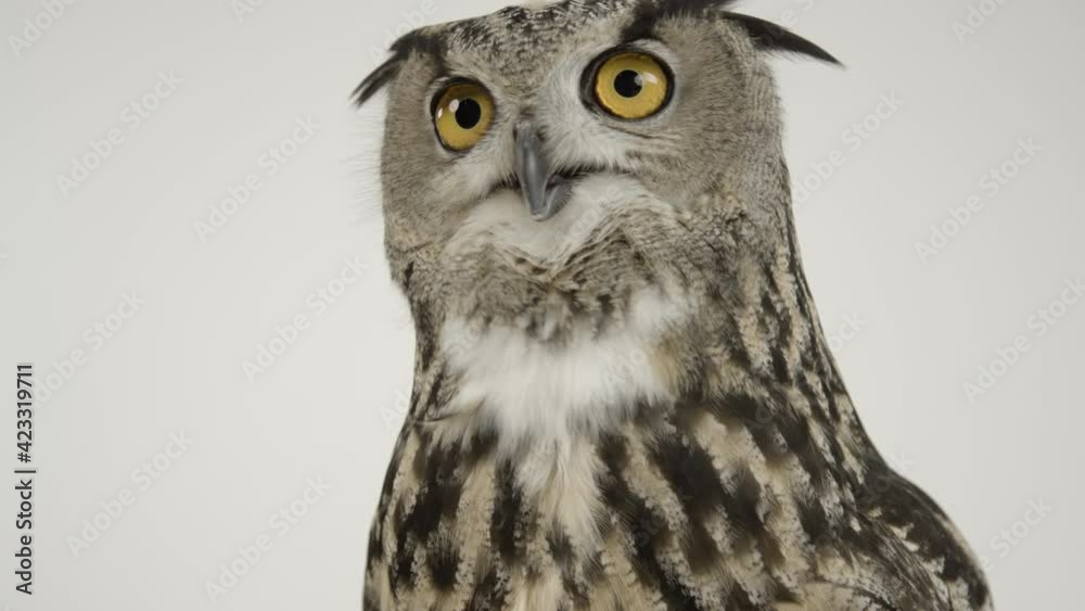 Eurasian eagle owl looking at camera intensely Eurasian eagle owl looking at camera intensely