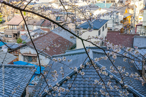 大津市の都市風景と桜