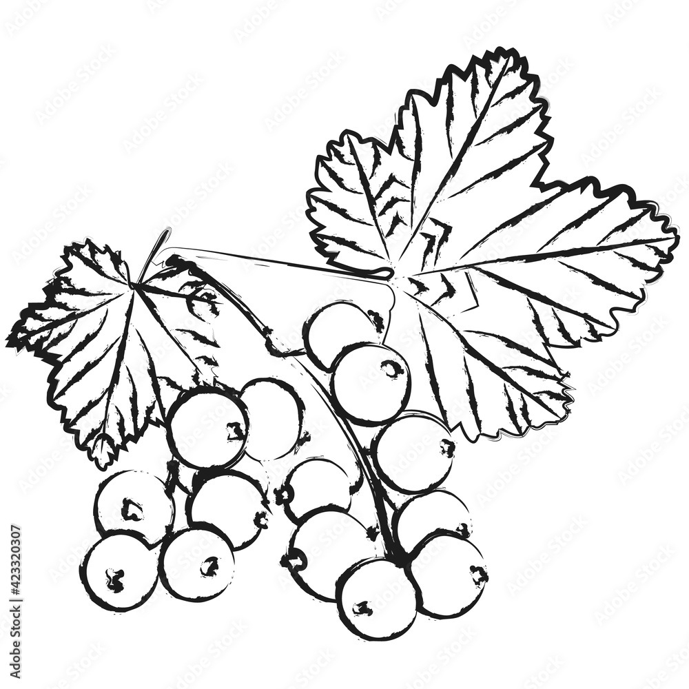 Fototapeta premium Berry