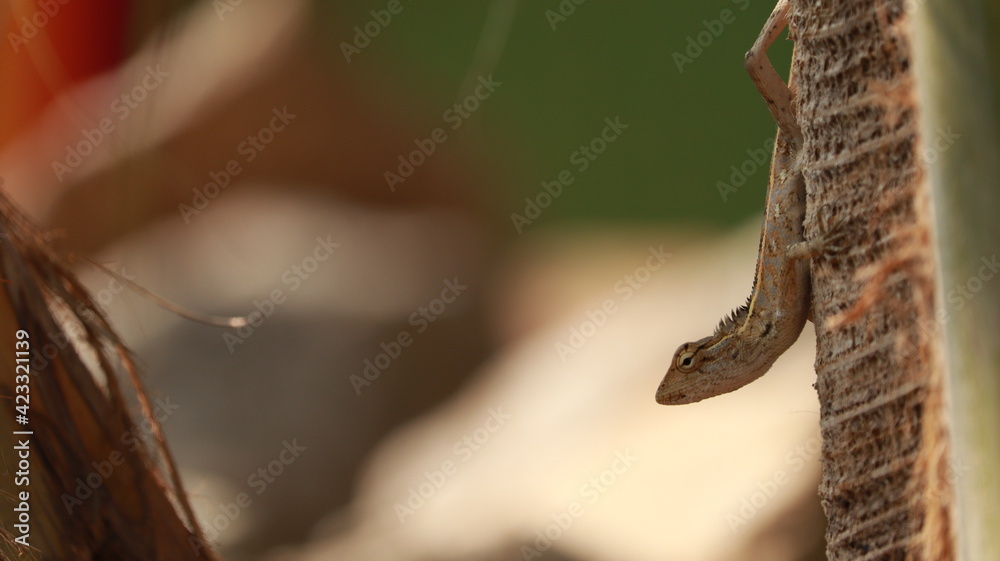 Naklejka premium lizard on a coconut tree 