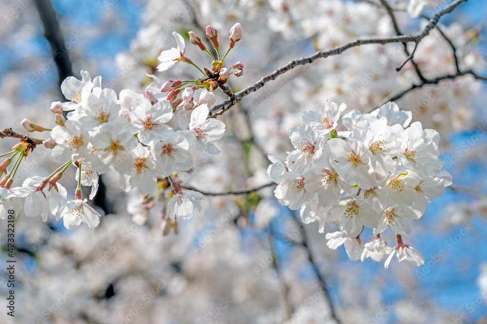Cherry blossom flowers in full bloom in a park in Tokyo, Japan Cherry blossom flowers in full bloom in a park in Tokyo, Japan