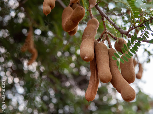 Tamarin fruits with green leaves on tree branch in garden. Concept of nature, agriculture.