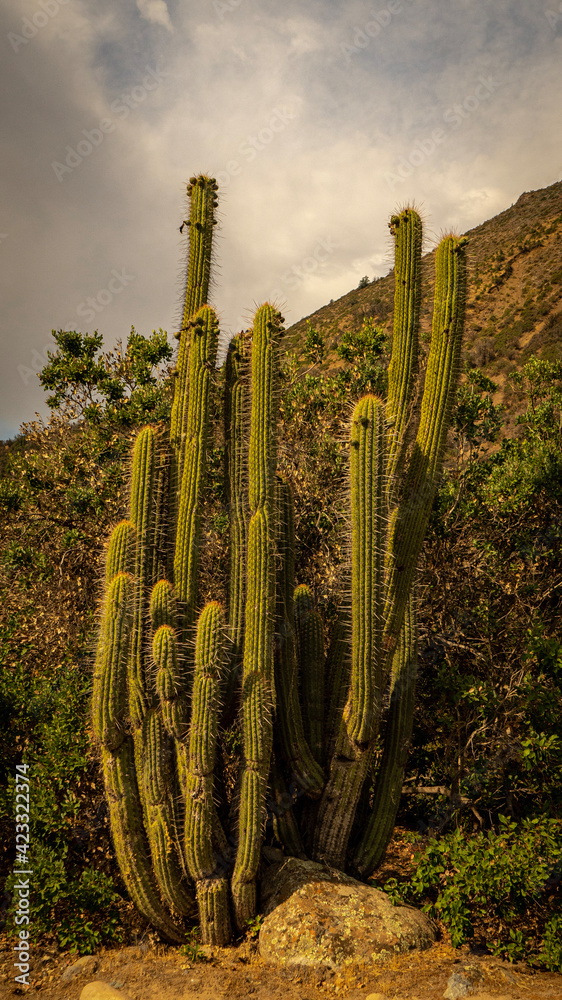 saguaro cactus in state