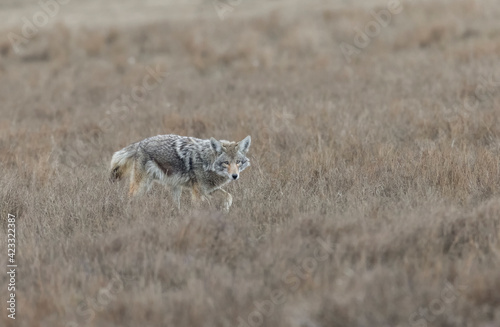 Fotografie, Obraz An urban coyote