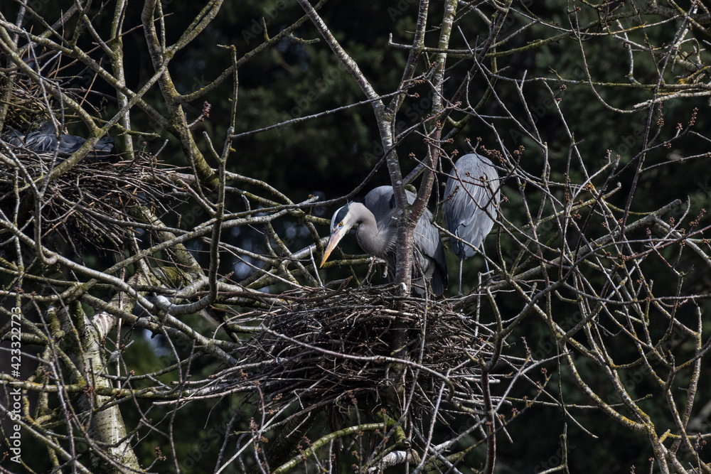 Fototapeta premium great blue heron nest