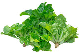 Vegetable Salad,Oak leaf on white background, focus selective