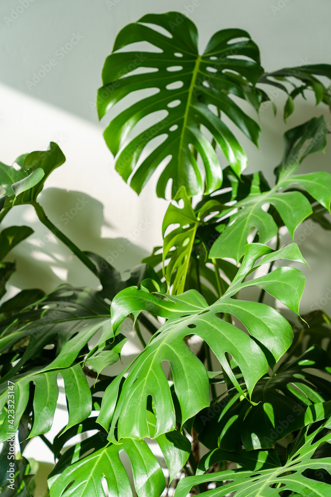Close up of fresh green leaves Monstera houseplant in living room over white wall at sun light. Home gardening. Close up of fresh green leaves Monstera houseplant in living room over white wall at sun light. Home gardening.