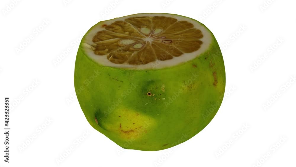 Realistic render of a spinning cut Native Philippine Orange on white background. The video is seamlessly looping, and the 3D object is scanned from a real orange.
Realistic render of a spinning cut Native Philippine Orange on white background. The video is seamlessly looping, and the 3D object is scanned from a real orange.