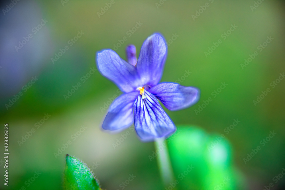 The beautiful and very small Violet flower and stamen in the spring field. The beautiful and very small Violet flower and stamen in the spring field.