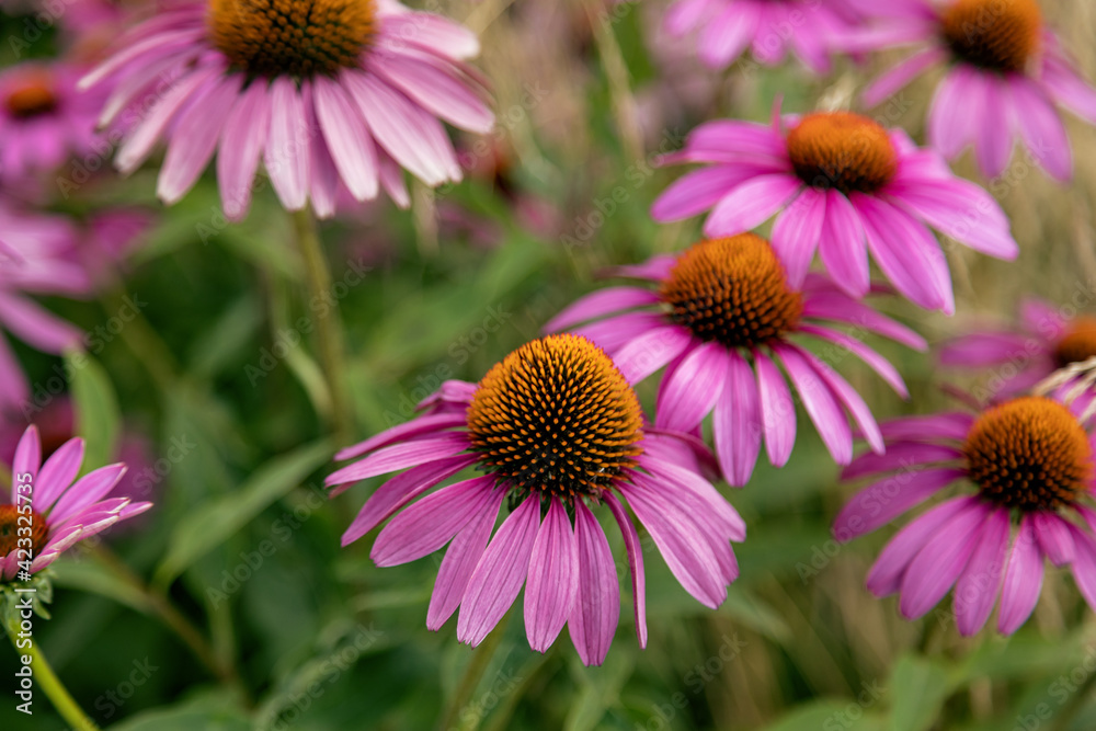 Echinacea flowers on a flowerbed in a city park. Abundant bloom of purple flowers, as a decoration of a city flower bed in a public park. Selective focusing. Echinacea flowers on a flowerbed in a city park. Abundant bloom of purple flowers, as a decoration of a city flower bed in a public park. Selective focusing.