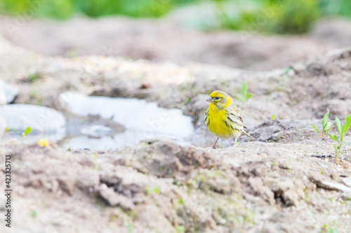 Serinus serinus the singer bird, yellow and green bird, standing at a pond driking water photo