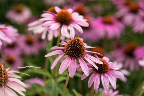 Echinacea flowers on a flowerbed in a city park. Abundant bloom of purple flowers, as a decoration of a city flower bed in a public park. Selective focusing. 
