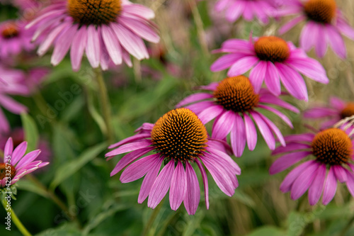 Echinacea flowers on a flowerbed in a city park. Abundant bloom of purple flowers, as a decoration of a city flower bed in a public park. Selective focusing. 