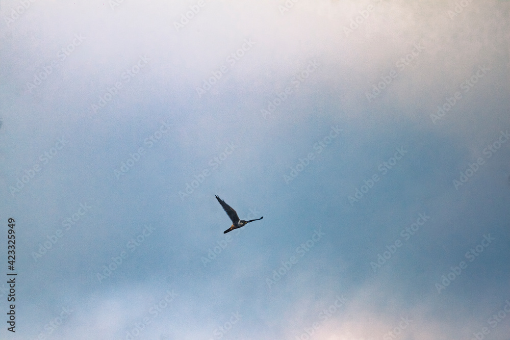 Birds seen from home during social isolation