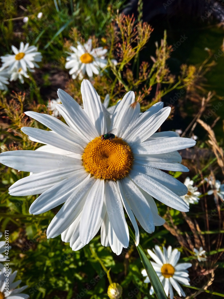 Obraz premium Nivyanik. Large white flowers close-up with dew drops, illuminated by the rising sun. Summer sunny day, selective focus. 
