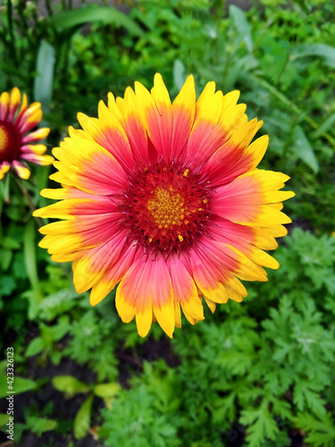 Rudbeckia flower in the garden. Flowers on a flowerbed in a city park. Sunny day  top view  selective focus. 