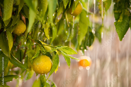 Rain shower on mandarin orange tree