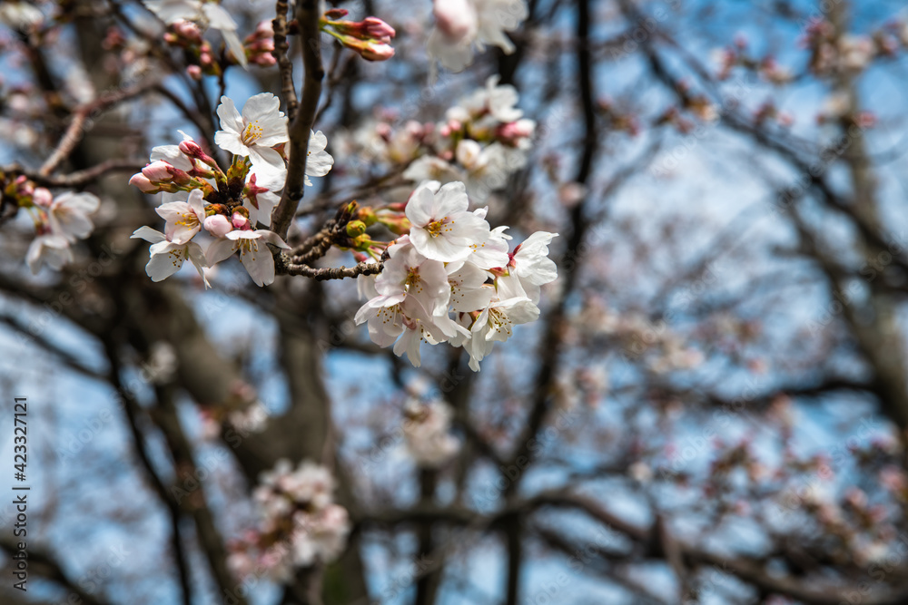 北陸で開花が始める染井吉野 北陸で開花が始める染井吉野