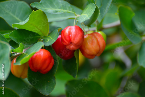 Organic Acerola Cherry fruits on tree.