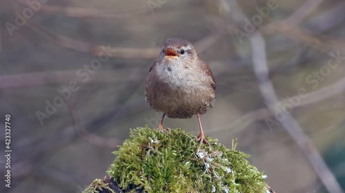 Zaunkönig (Troglodytes troglodytes) singt