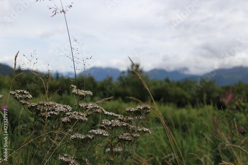 Wildflowers in the Alaskan countryside