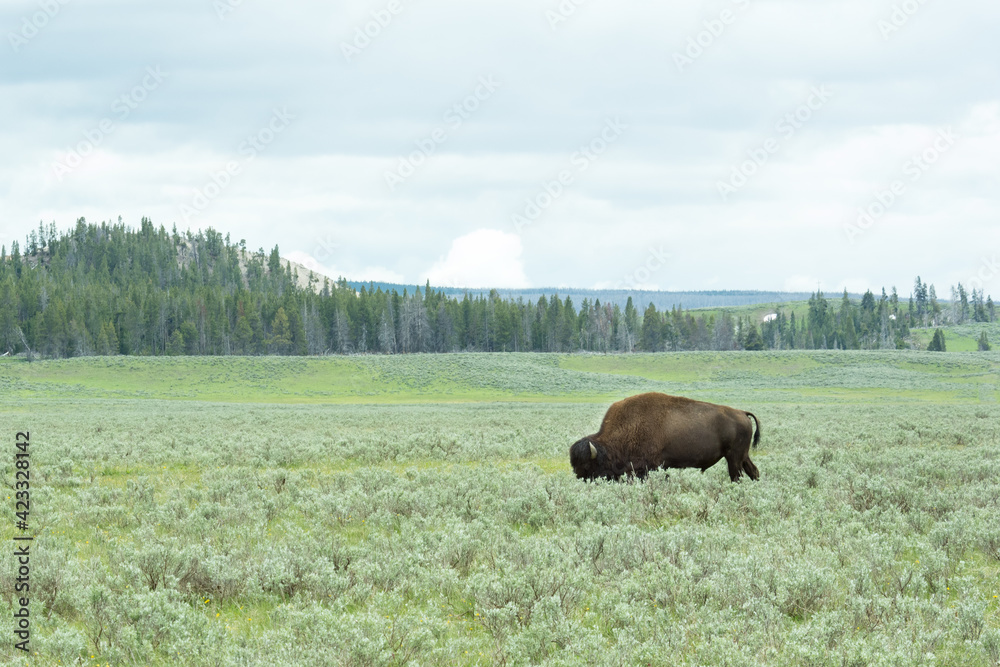 : Lone Bison wandering through sagebrush and geysers in Yellowstone National Park