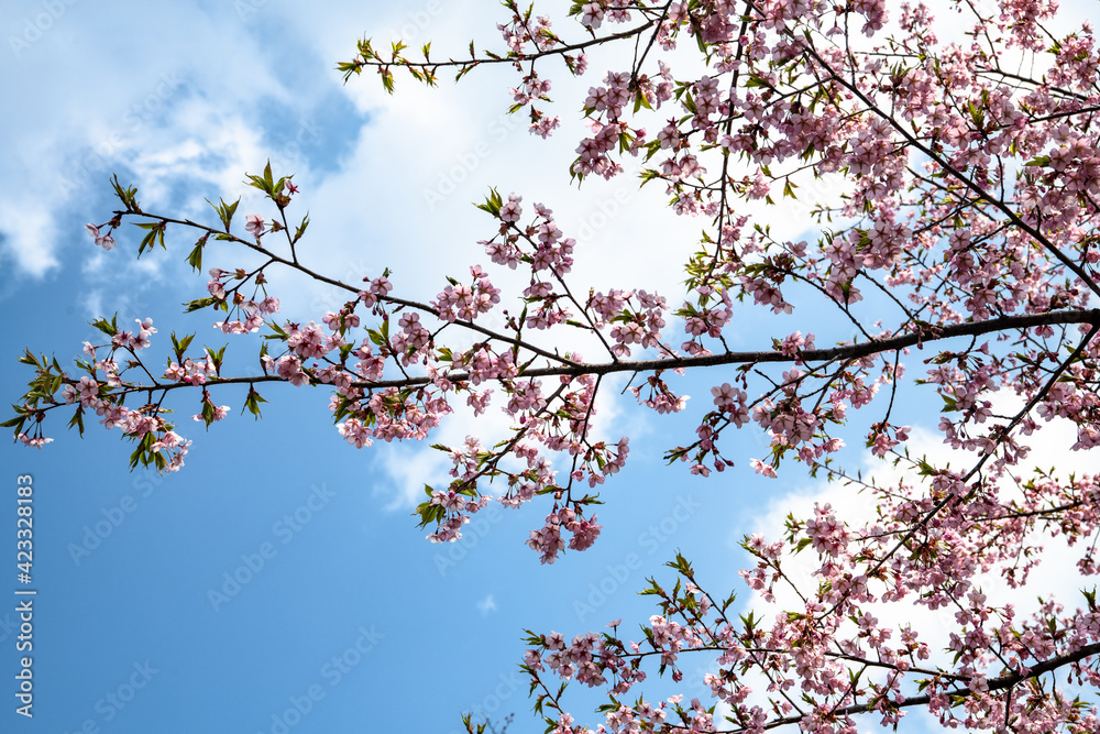 林業試験場樹木公園の修善寺寒桜 林業試験場樹木公園の修善寺寒桜