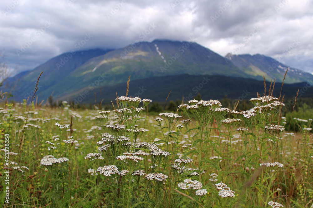 A field of wildflowers in the Alaskan countryside