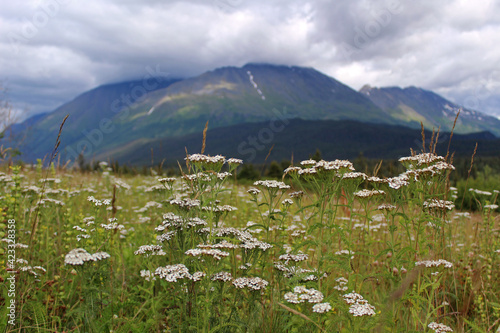 A field of wildflowers in the Alaskan countryside