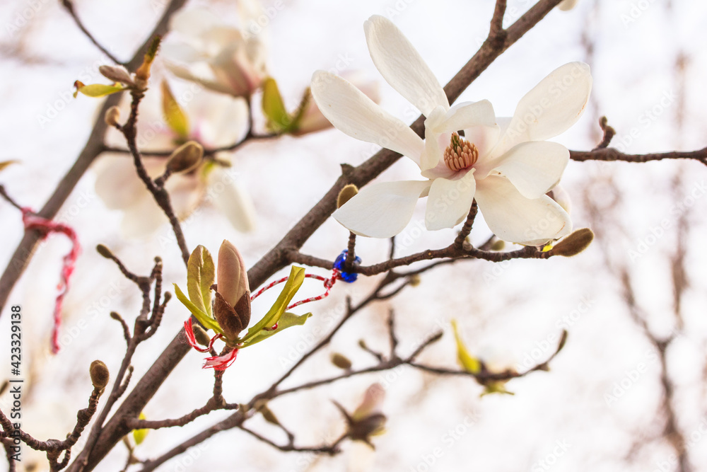 White magnolia blossom with the tied tapes and an amulet Nazar Boncuk