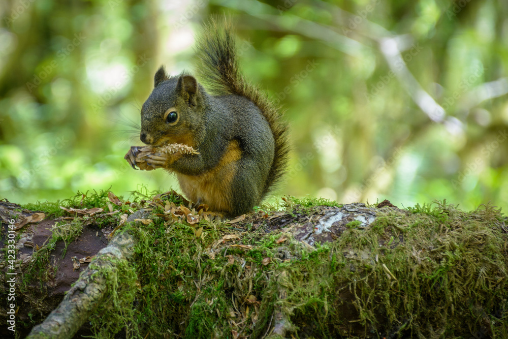 Chipmunk eating in the lush rain forest Chipmunk eating in the lush rain forest