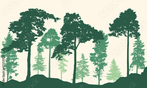 Realistic pines and spruce trees. Coniferous forest silhouette. Vector illustration